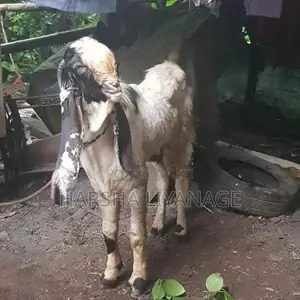 යමුනාපාරි එලුවන්