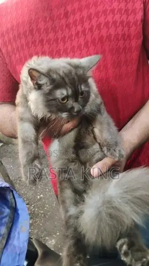 Persian Cat