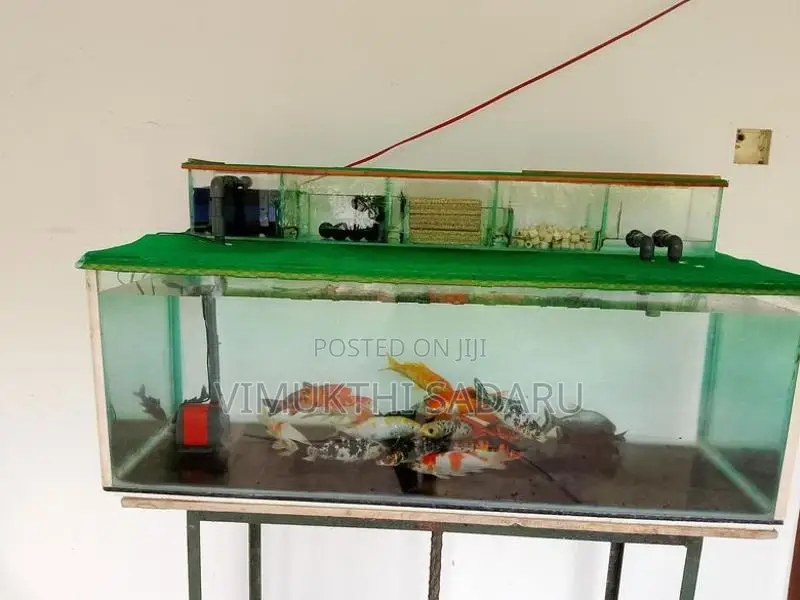Fish Tank