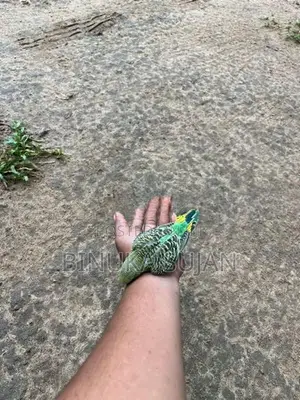 Love Birds