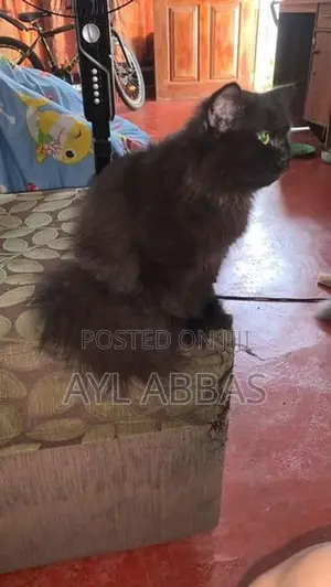 Big Born Pure Persian Male Kitten