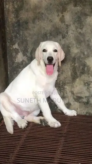 Labrador Puppy