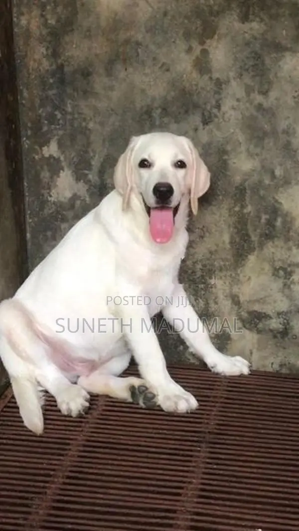 Labrador Puppy