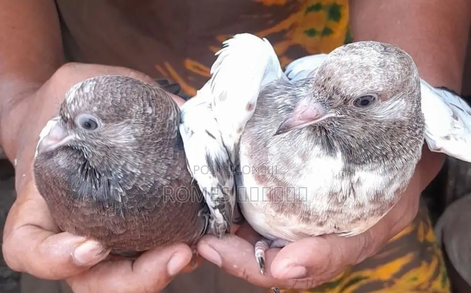 Pigeons