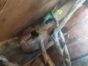 Love Birds