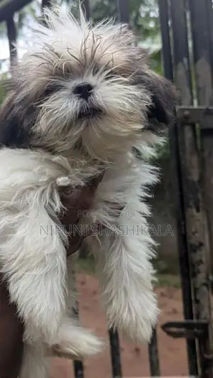 Shih Tzu Puppy