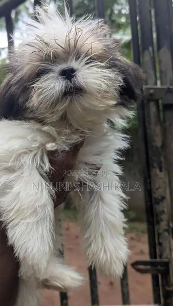 Shih Tzu Puppy