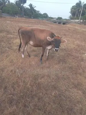 Farm Cows