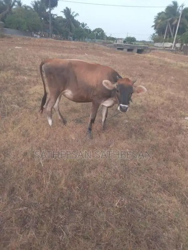Farm Cows