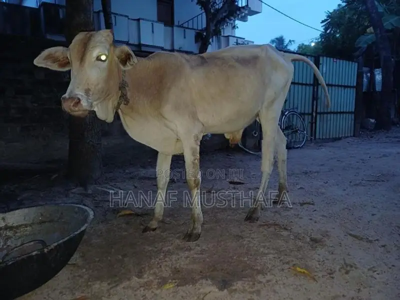 Farm Cows