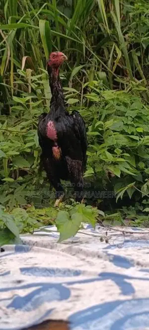 Shamo Hen