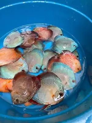 Discus Fish