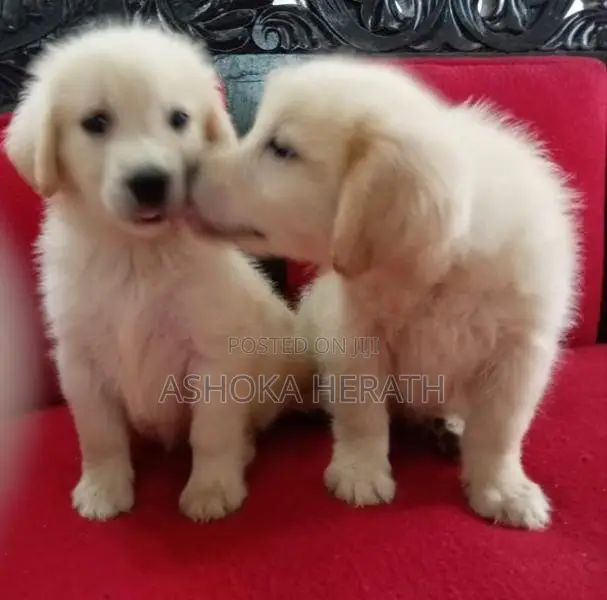 Golden Retriver Female Puppy