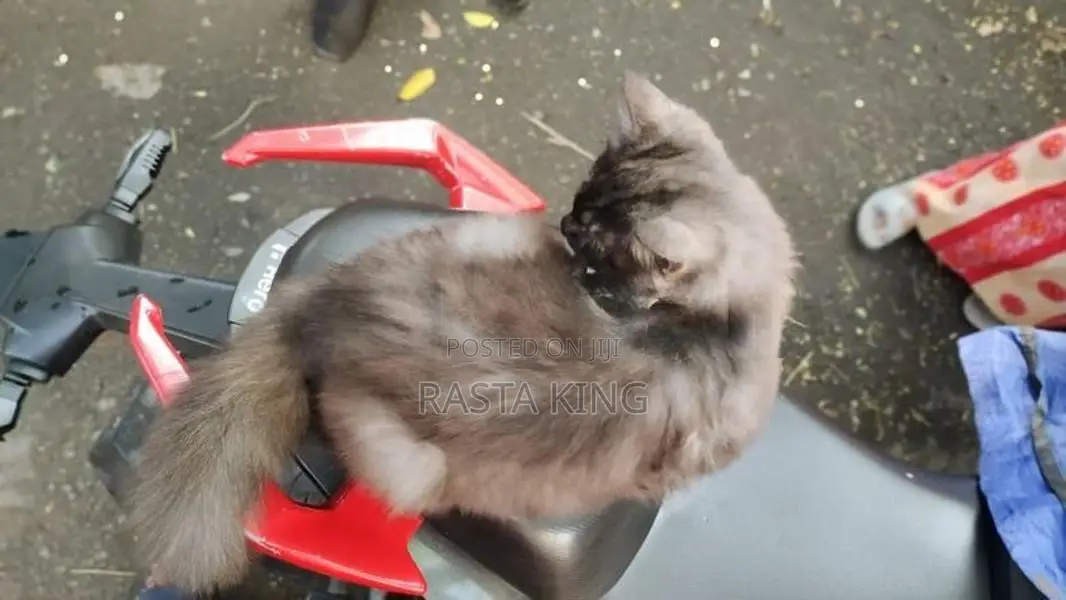 Persian Cat