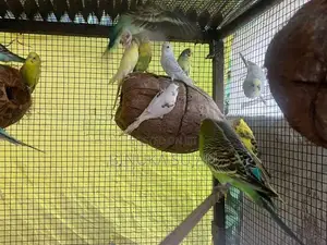 Love Birds