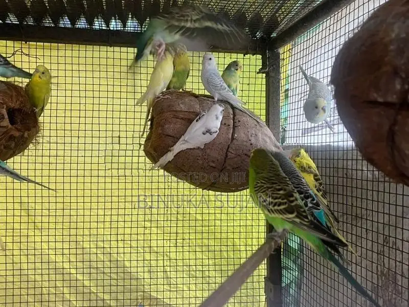Love Birds