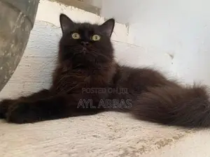 Big Born Pure Persian Male Kitten