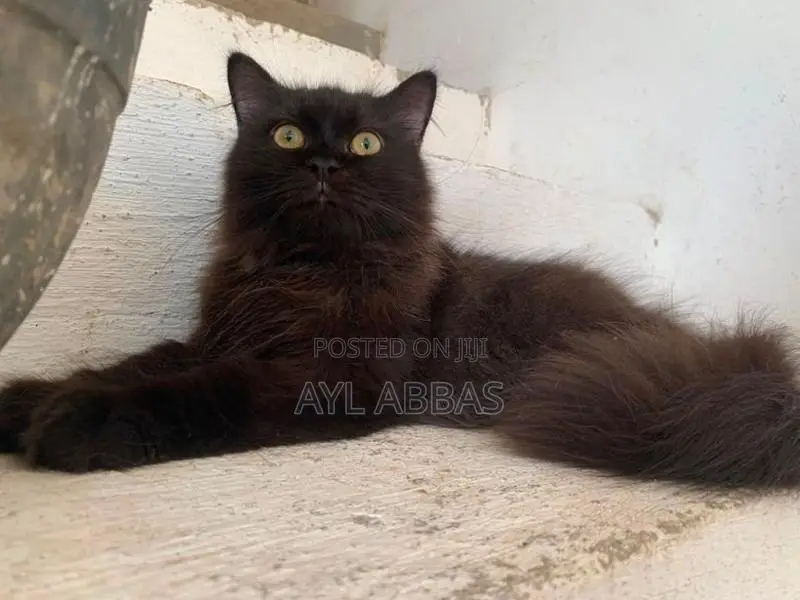Big Born Pure Persian Male Kitten