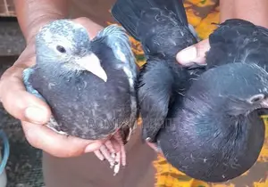 Pigeons