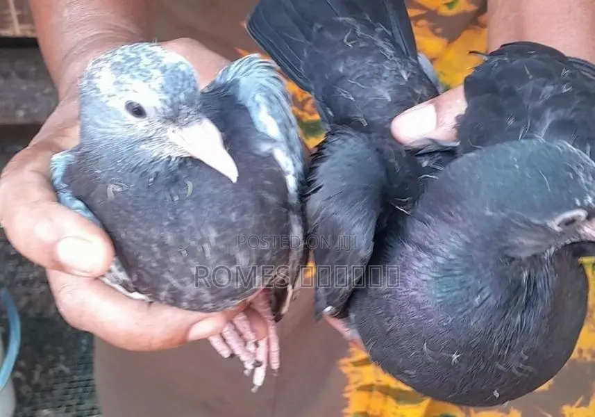 Pigeons