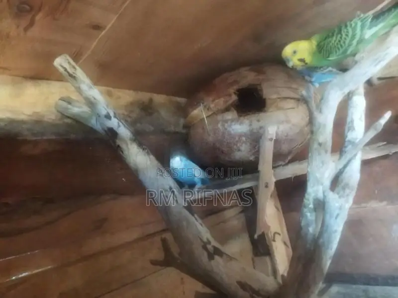 Love Birds
