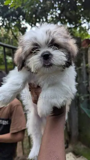 Shih Tzu Puppy