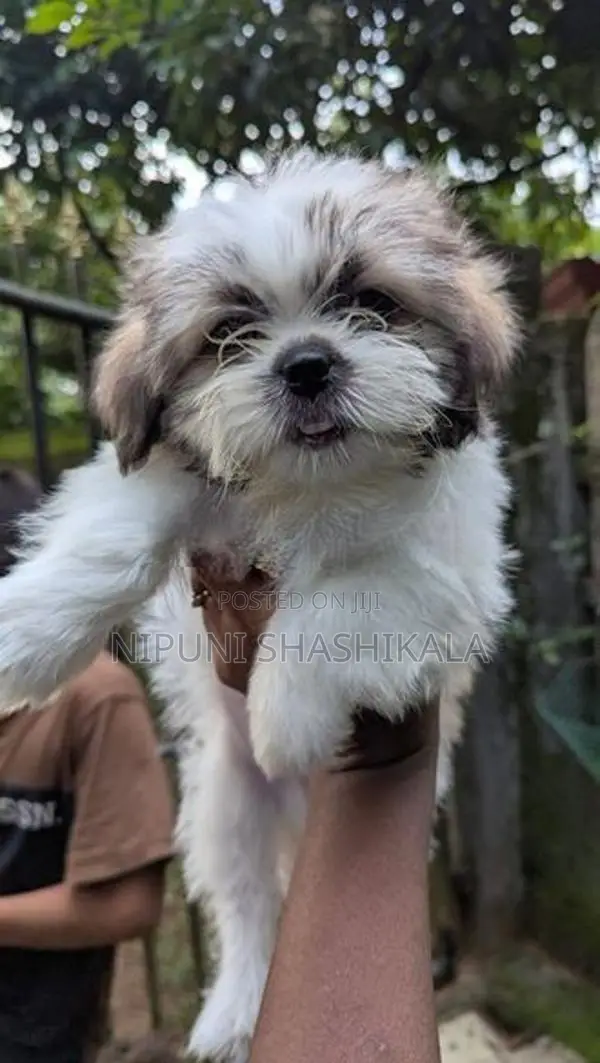 Shih Tzu Puppy
