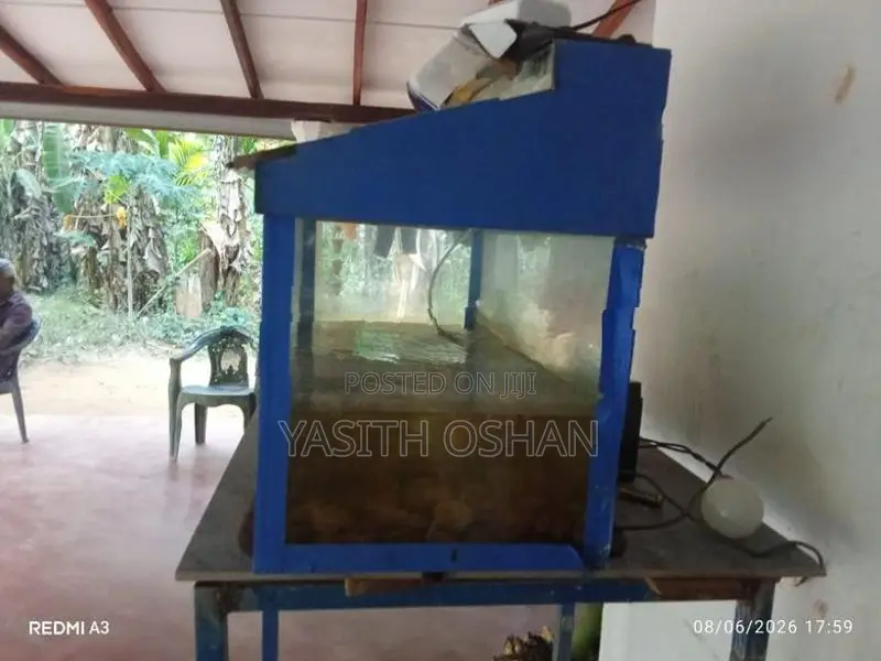 Fish Tank with Fishes