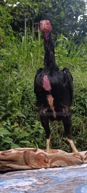 Shamo Hen