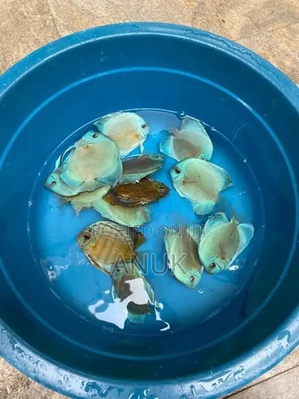 Discus Fish