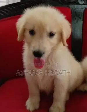 Golden Retriver Female Puppy
