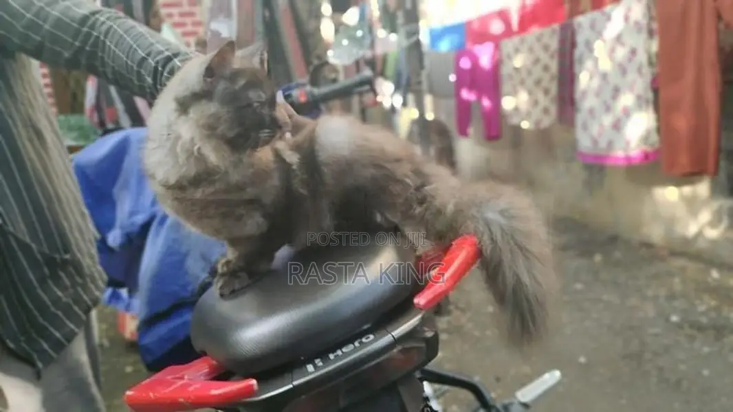 Persian Cat