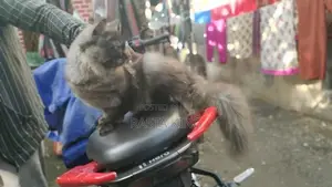 Persian Cat