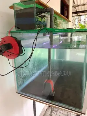 Fish Tank