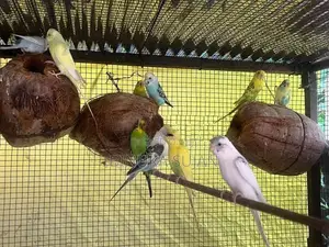 Love Birds