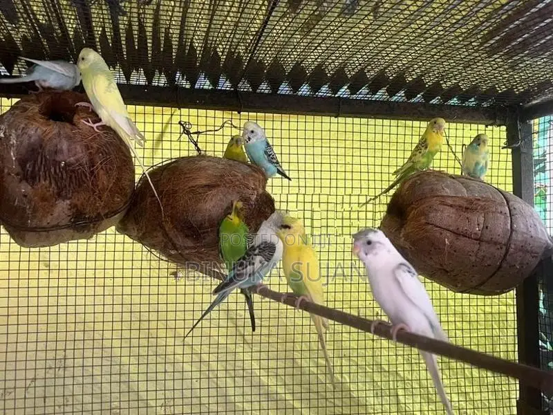Love Birds