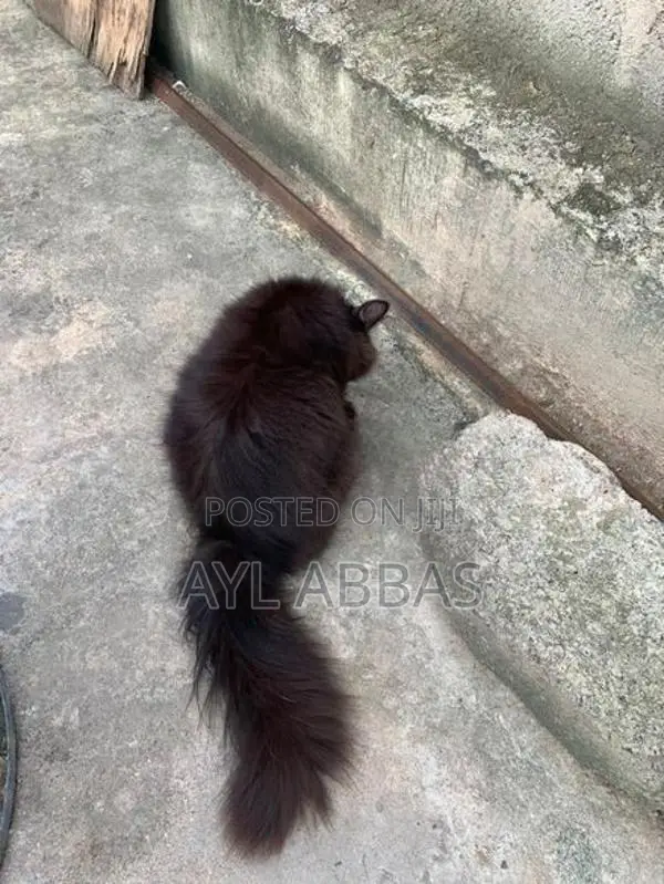 Big Born Pure Persian Male Kitten