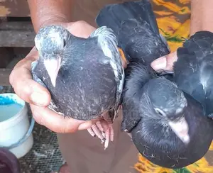 Pigeons