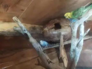 Love Birds
