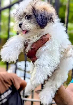 Shih Tzu Puppy
