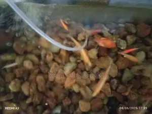 Fish Tank with Fishes