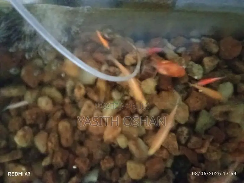 Fish Tank with Fishes
