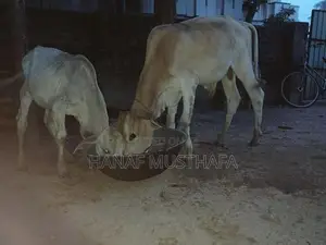 Farm Cows