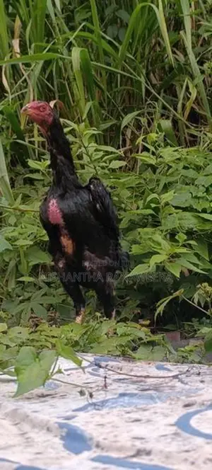Shamo Hen