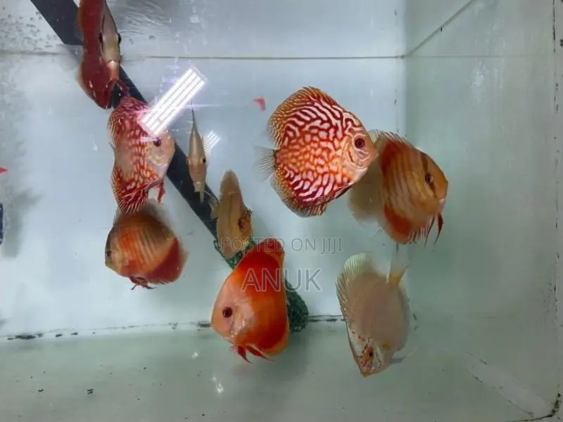 Discus Fish
