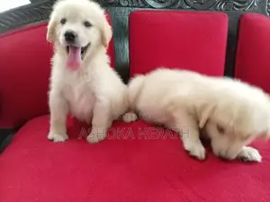 Golden Retriver Female Puppy