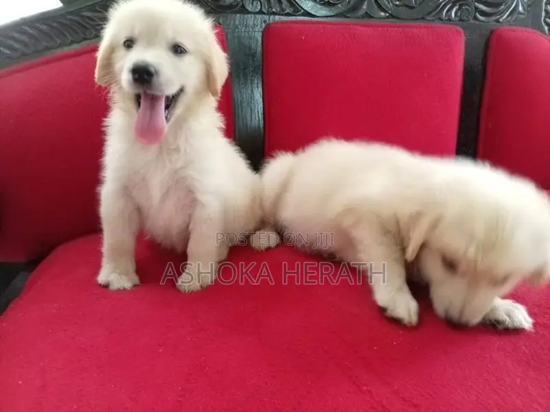 Golden Retriver Female Puppy