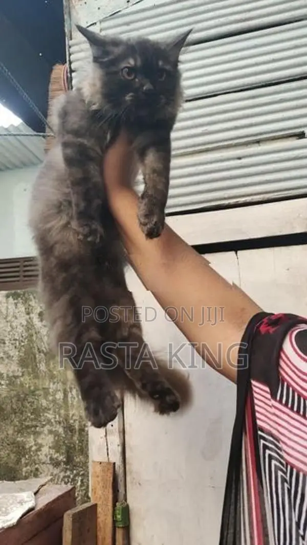 Persian Cat