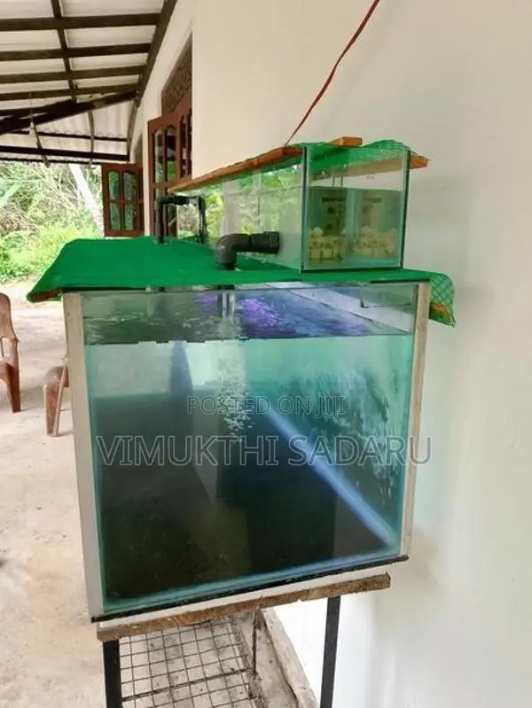 Fish Tank