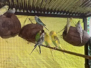 Love Birds